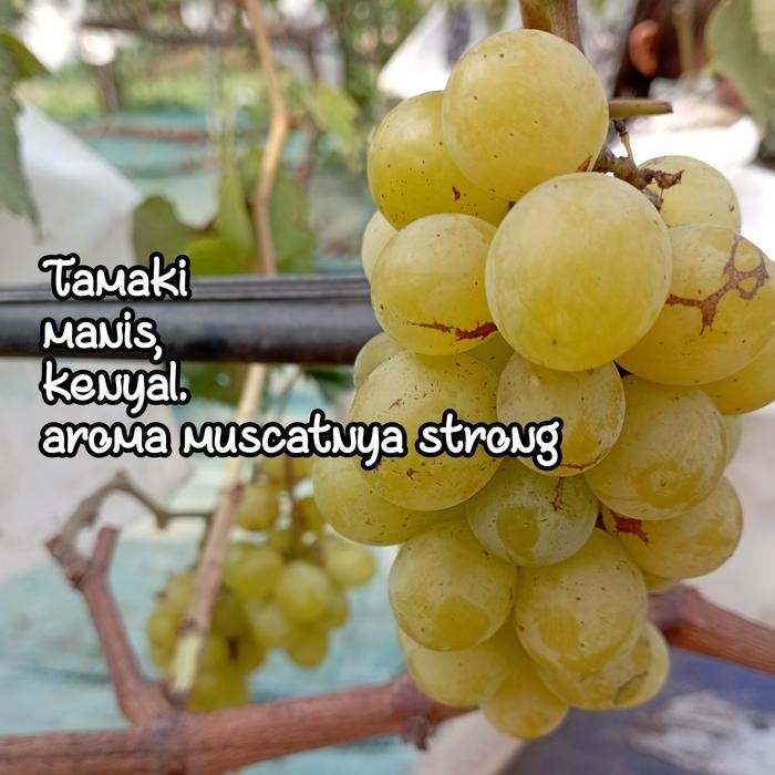 Ready Stock Entres Anggur Tamaki / Nemas