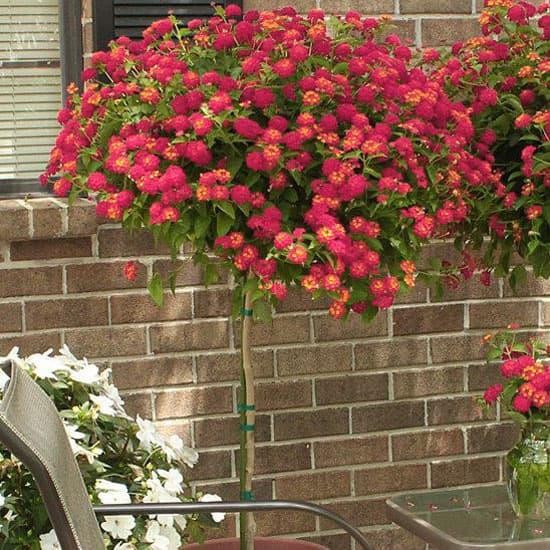 Ready Stock Tanaman Hias Lantana Bunga Merah L. Camara Radiation Red Ukuran Besar