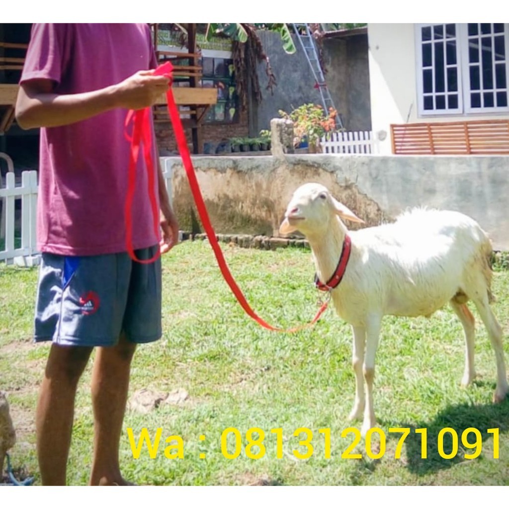 KALUNG KAMBING + LONCENG KERUCUT