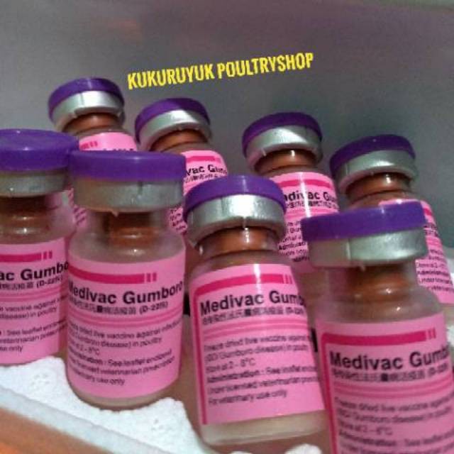 Vaksin Ayam GUMBORO B dosis 100 ayam