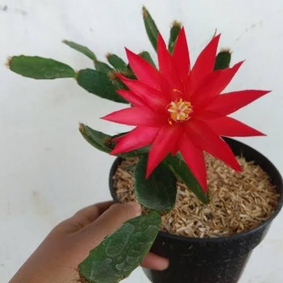 

bibit tanaman bunga wijaya kususma merah