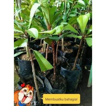 

HARG4A DI BANTING produc bibit tanaman buah mamey sapote