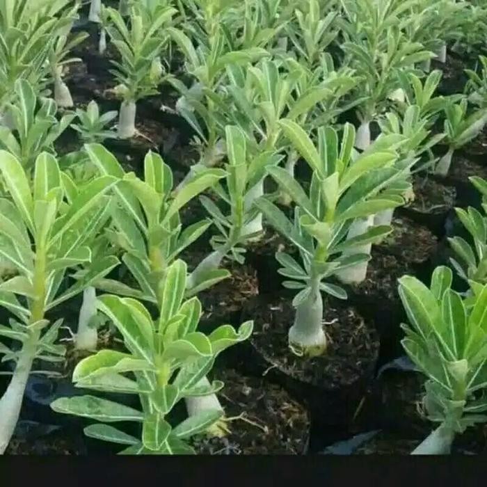 

!! PAKET MURAH 3 tanaman hias bibit adenium kamboja