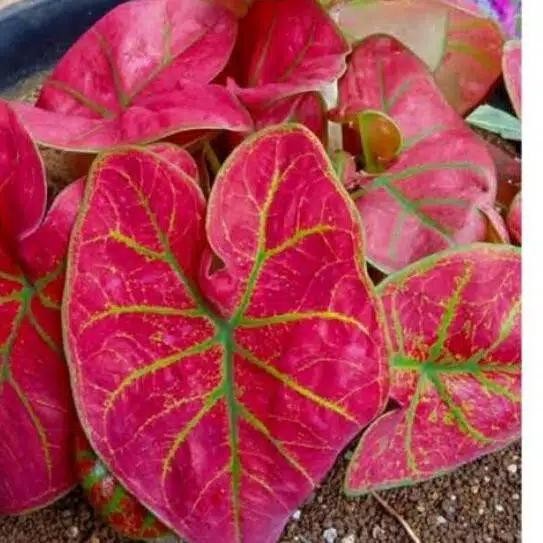 

tanaman hias bibit keladi/Caladium/celadium green spider
