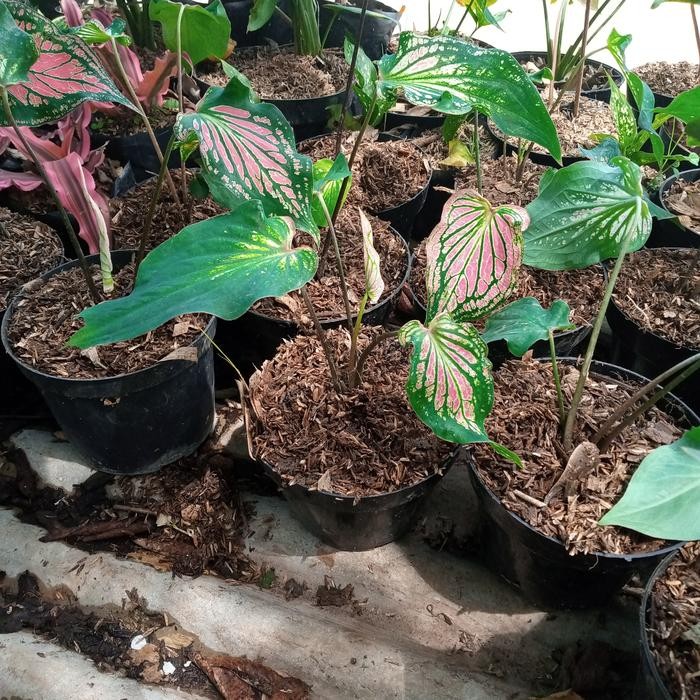 

tanaman hias bibit keladi wayang