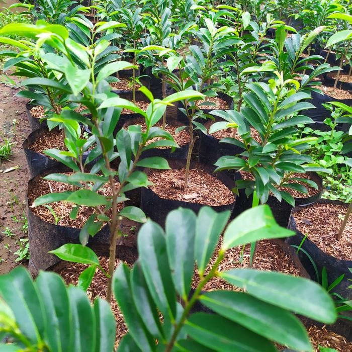 

bibit pohon sirsak madu tanaman buah