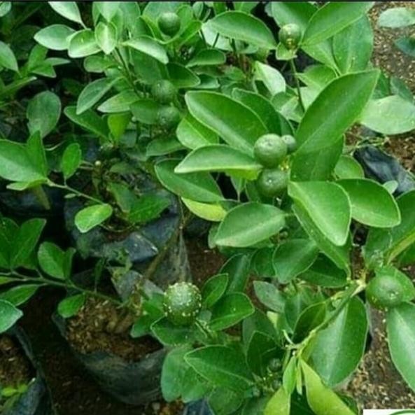 

bibit tanaman buah jeruk limo limau