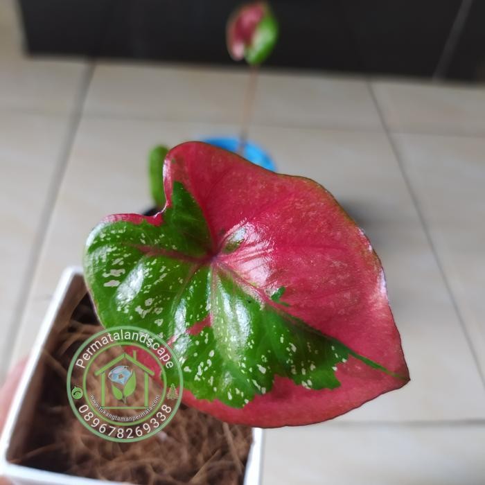 

Bibit tanaman hias keladi baret merah