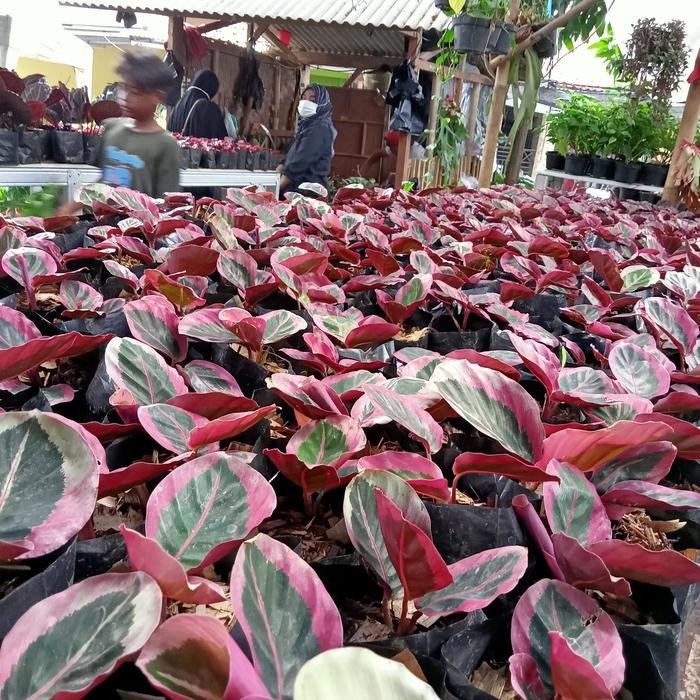 

bibit tanaman hias Sintia pink