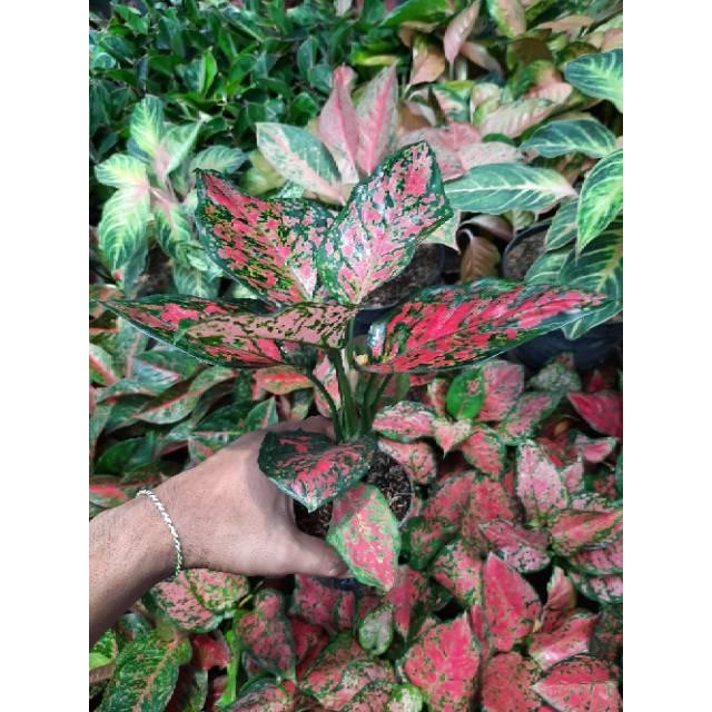 

Tanaman Hias Aglaonema/Aglonema DUD ANJAMANI-BIBIT