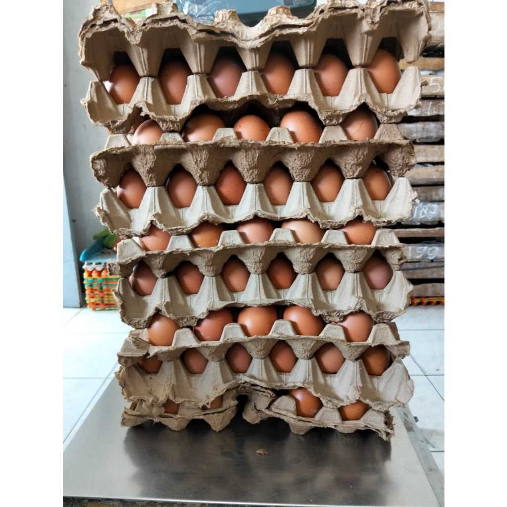 

Telur / Telor Ayam Fresh Curah (MINIMAL 10 KG)