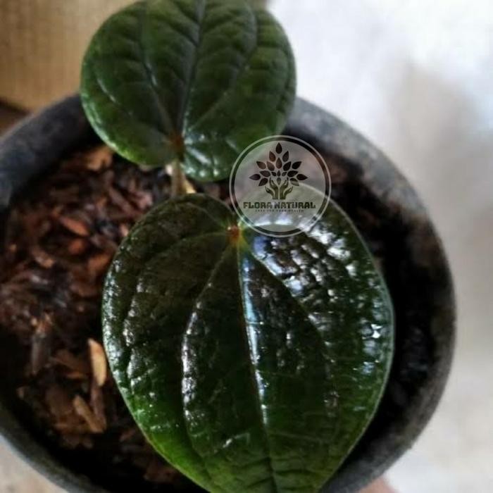 

Bibit tanaman sirih hitam asli tanaman langka