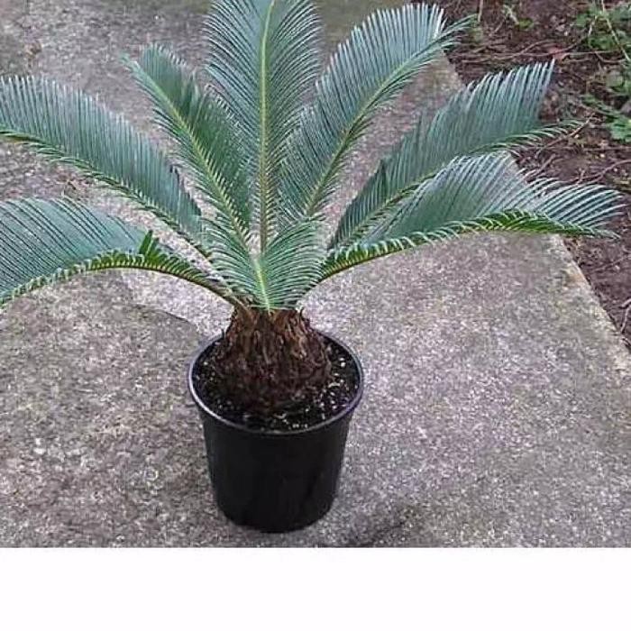 

tanaman hias palem sikas pohon bibit