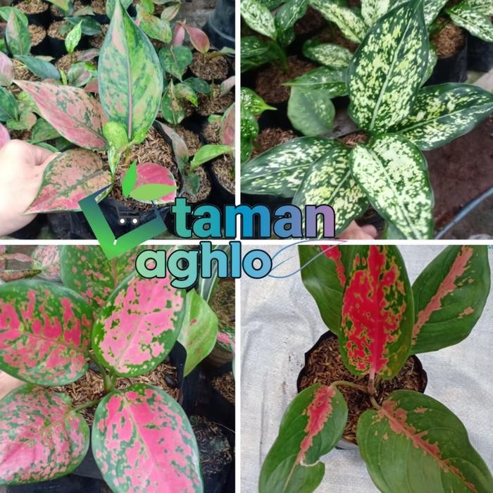 

tanaman hias paket bibit agloenema