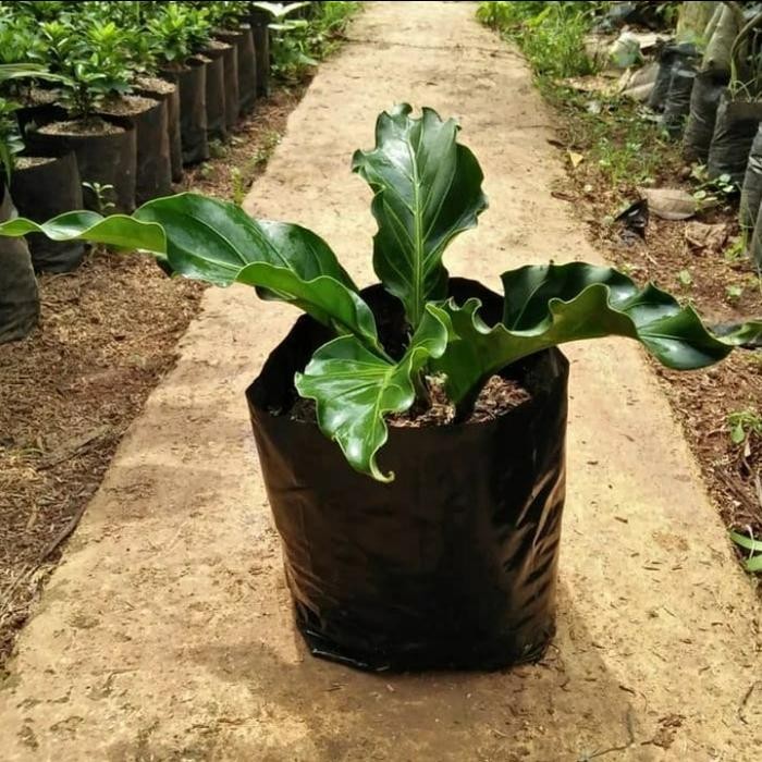 

Bibit tanaman hias anthurium gelombang cinta