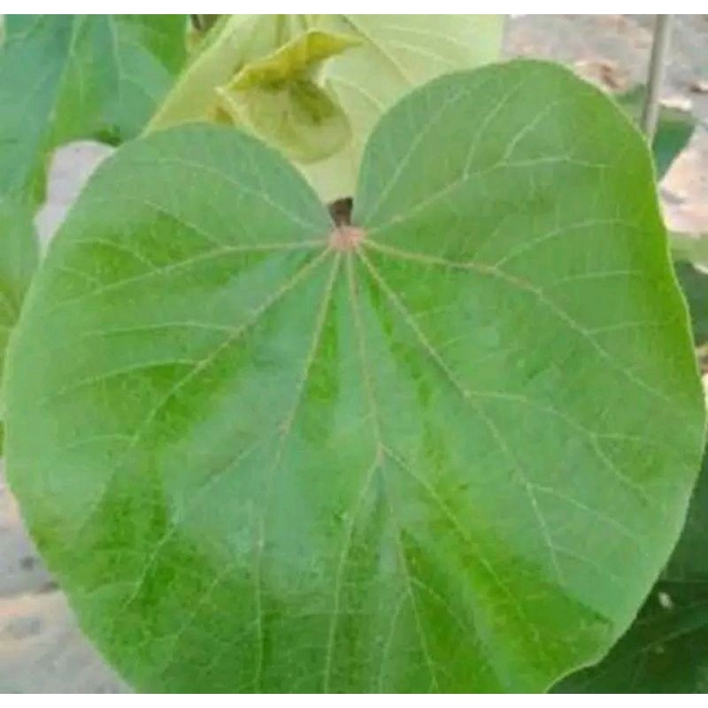 

Daun waru segar di petik saat ada orderan masuk 1kg