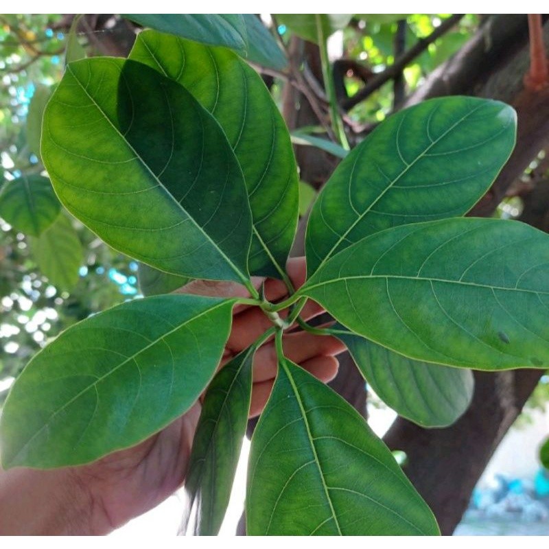 

ANTI DIABETES Daun Nangka Segar 1kg Herbal Untuk Diabetes obat diabet tersedia daun muda dan daun