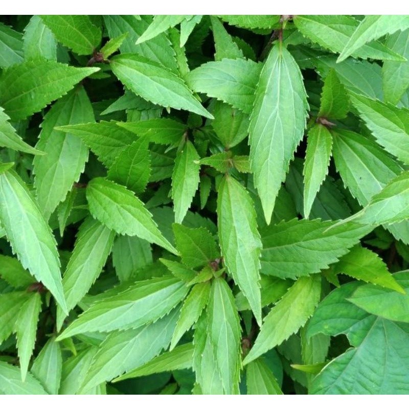 

Daun Tekelan/Teklan Segar 1 Kg / Ageratina riparia (Regel)