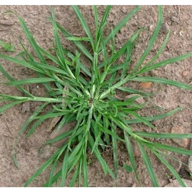 

Rumput Belulang 1 Kg Rumput Jampang Segar Obat Herbal / Rumput Lulangan