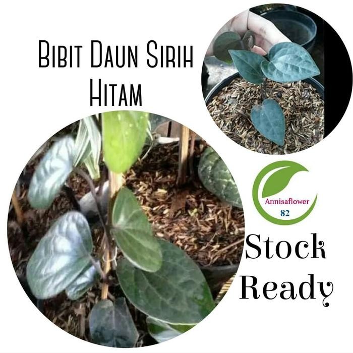 

Bibit Tanaman Daun Sirih Hitam/Pihon Daun Sirih Hitam/Herbal