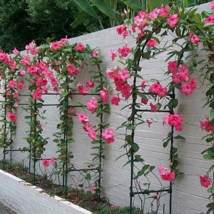 

TANAMAN HIAS POHON RAMBAT MANDEVILLA BUNGA PINK/BIBIT MANDEVILLA