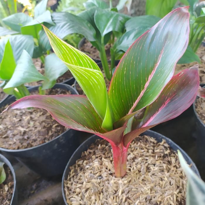 

BIBIT PISANG BUGIS TANAMAN PISANG BUGIS