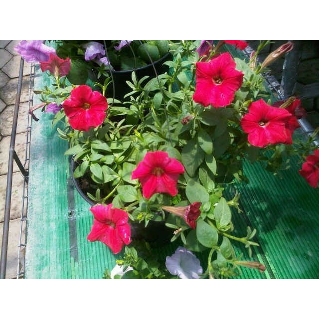 Tanaman Bunga Petunia Hybrida + Pot Gantung - Bibit Tanaman Hias Bunga