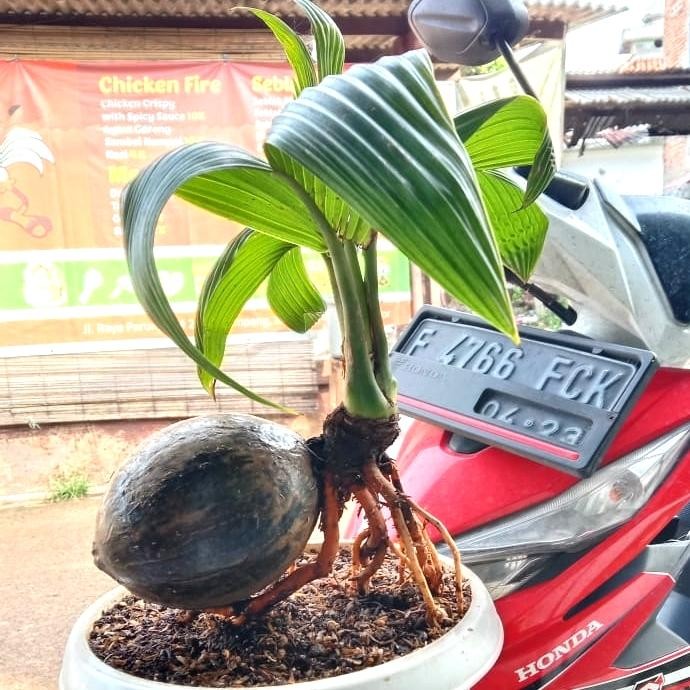 Tanaman Hias Bonsai Kelapa/ Bibit Bonsai Kelapa