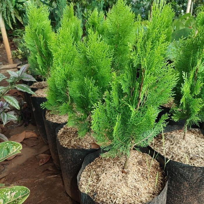 

bibit pohon cemara kipas/tanaman Cemara kipas