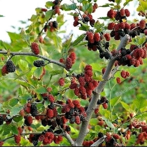 

bibit tanaman buah murbei mudah berbuah