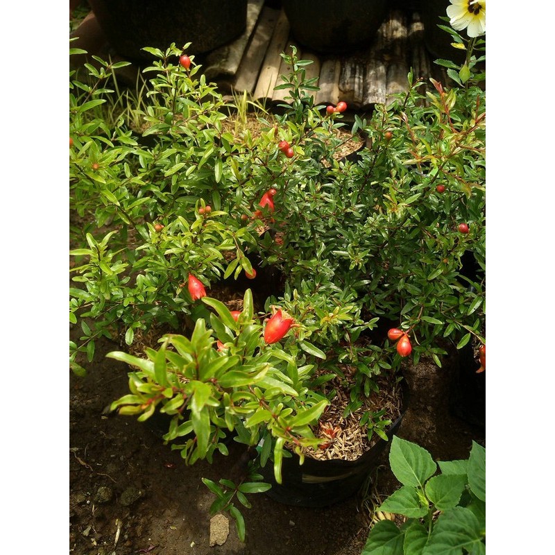 

Bibit Buah Tanaman Delima