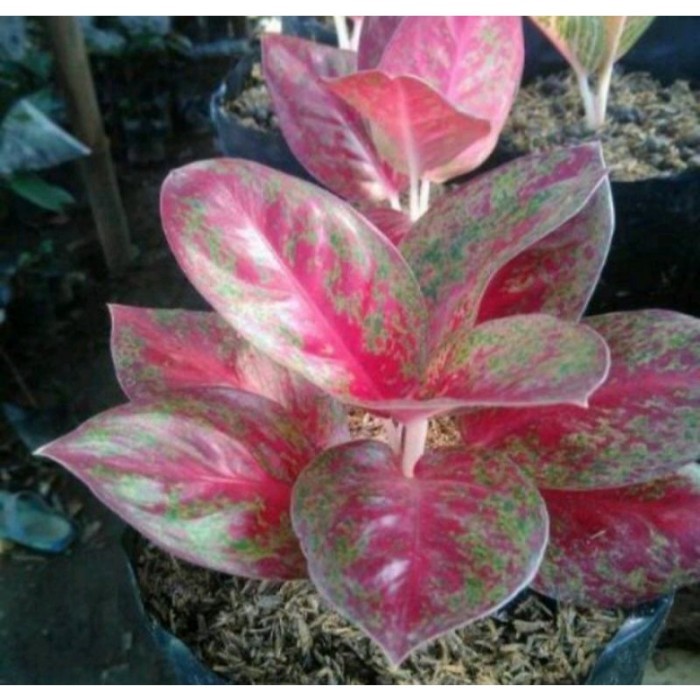 Anakan Aglonema Red stardust