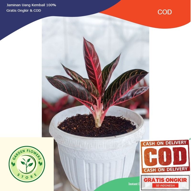 AGLONEMA RED SUMATRA ASLI