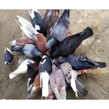 Stok Ready. Sepasang Burung Merpati Dara