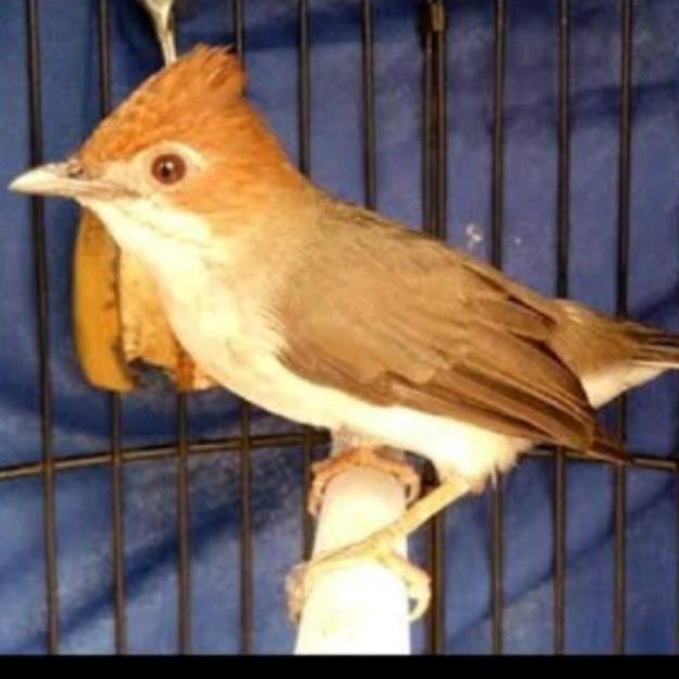 Cuci Gudang.. Burung Yuhina Kalimantan Gacor Dor