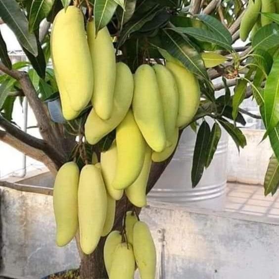 DISKON bibit taan mangga golek india pohon mangga golek READY STOCK