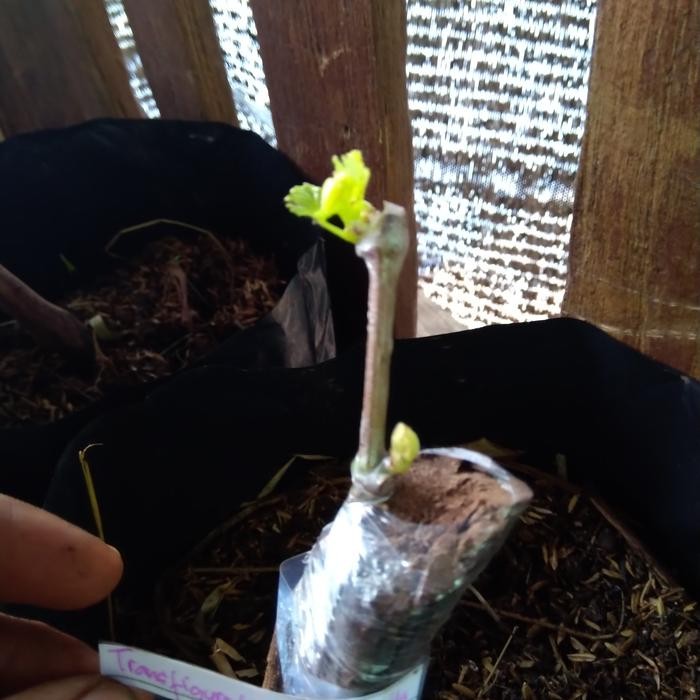 Pisau grafting tajam dan awet