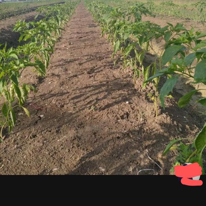 hormon cppu pembesar buah dan tanaman ukuran 1000ml