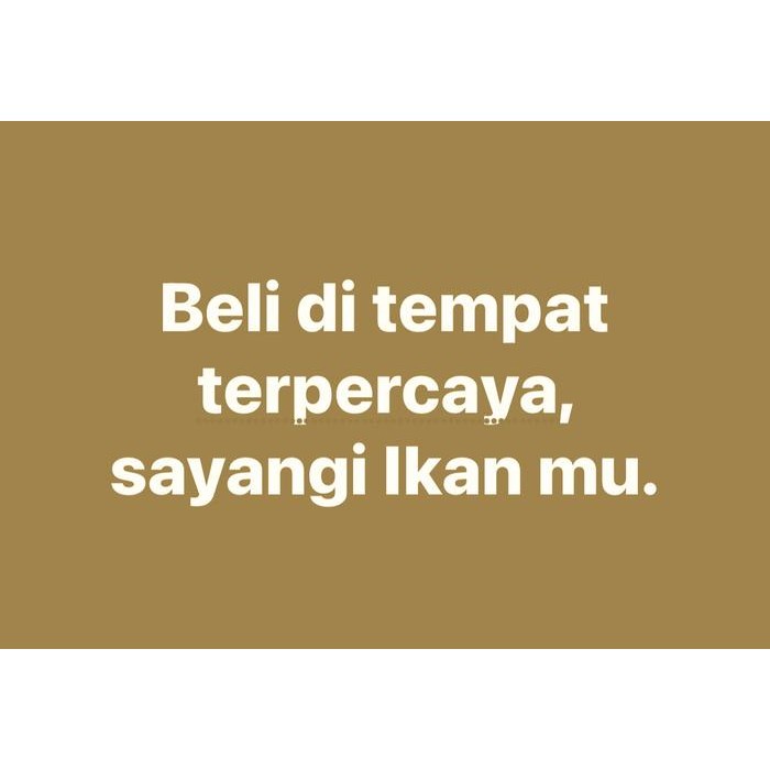 OBAT JAMUR IKAN KOI, WHITE SPOT, PARASIT FMG