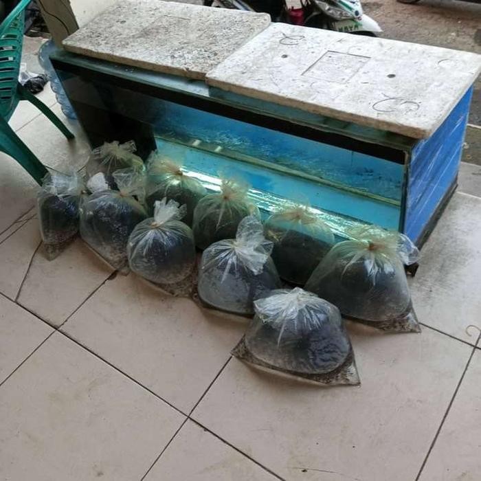 IKAN CERE HIDUP PAKAN PREDATOR PERKANTONG