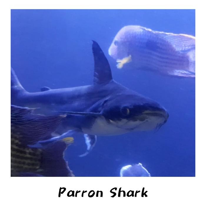 HIASAN AQUARIUM IKAN PAROON SHARK GENGHISKHAN HIU AIR TAWAR