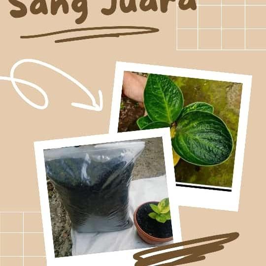 Terlaris Media Tanam Premium Randu Klenteng Mix Akar Pakis Kemasan 3Liter