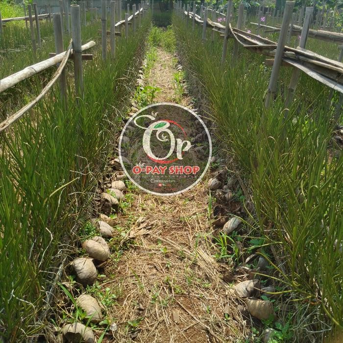 Terlaris Anggrek Tanah Vanda Douglas Dewasa Paket 100Btng