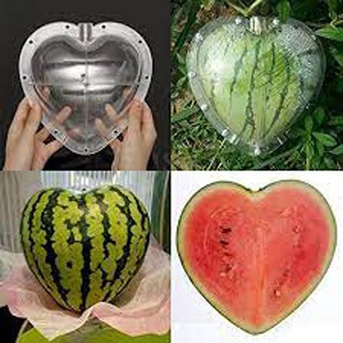 

Cetakan Buah / Fruit Mold Bentuk Hati Ukuran Besar Ukuran 20X19X16Cm Gratis Ongkir