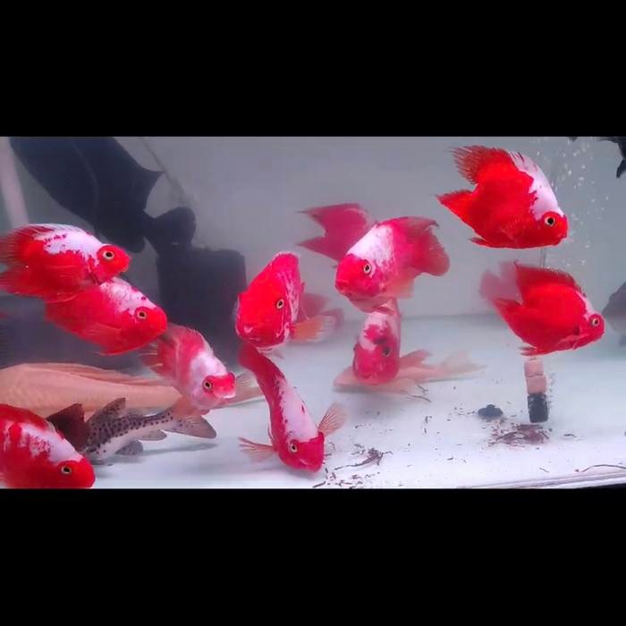 KING KONG PARROT SANTA 14cm merah cabe Best Seller