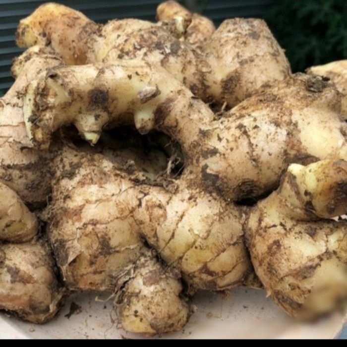 

JAHE GAJAH SUPER MURAH 500 gr