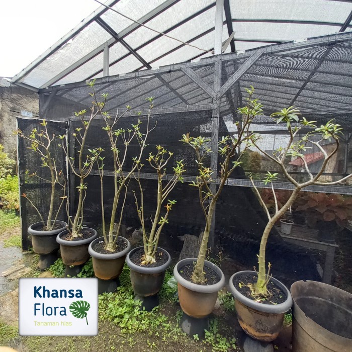 TERBARU Adenium Somalense XL