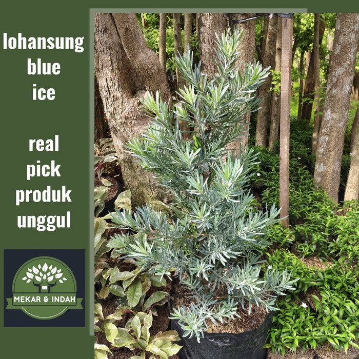 tanaman lohansung blue ice, pohon lohansung silver
