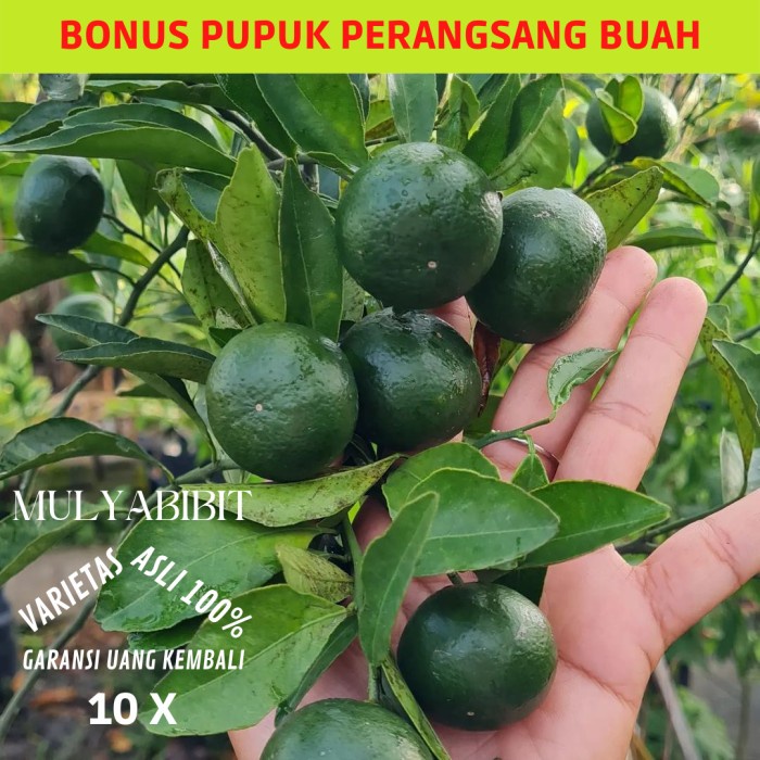 Bibit jeruk Santang madu super