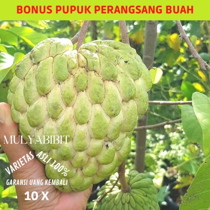 Srikaya jumbo bibit srikaya jumbo